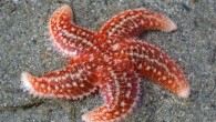 Adi deniz yıldızı (Astropecten aurantiacus), Astropectinidae familyasından bir deniz yıldızı türü. Vücut merkezi bir diskoidal kısım ve bundan ayrılan uzun kollardan meydana gelmiştir. Bu kollar merkezi diske doğru giderek genişleyerek disk etrafında geniş birer tabanla birbirleriyle birleşirler .Vücutlarının çapı 50-60 […]