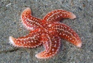 Adi deniz yıldızı (Astropecten aurantiacus), Astropectinidae familyasından bir deniz yıldızı