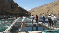 Dünya Bankası,Dünya Gıda ve Tarım Örgütü (FAO) ve Uluslararası Gıda Politikası Araştırma Enstitüsü’nün (IFPRI) ortak hazırladığı raporda balıkçılık ve yetiştiricilik perspektifleri incelendi. Raporda, deniz balıklarının alımının sabit kalması ve dünya genelinde, başta Çin olmak üzere, orta sınıfın talebindeki artış göz […]