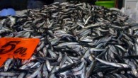 Son günlerde yaşanan hamsi bolluğu fiyatları düşürdü. 1 kilogram hamsinin fiyatı yarı yarıya düşerek 5 liraya geriledi. Kocaeli’nin Karadeniz’e sahili olan Kefken ve Bağırganlı bölgelerindeki balıkçı limanlarından denize açılan tekneler ağları hamsiyle dolu olarak geri dönüyor. Bolluk nedeniyle iki gün […]