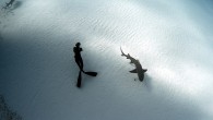 A group of divers come face-to-face with a school of deadly sharks, risking death or serious injury if one of the predators decides to strike. The freedivers – Carlos Estrabeau, 28, and 29-year-old Ocean Ramsey – got up close and […]
