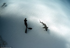 A group of divers come face-to-face with a school of