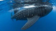 These incredible photographs show the moment a diver got to within touching distance of a 33ft (10m) shark. Three friends, including photographer Pablo Cersosimo, 45, from Argentina, found the whale shark – which is relatively harmless but would have weighed […]