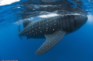These incredible photographs show the moment a diver got to
