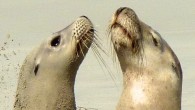 sea lion whiskers This month marks the beginning of the breeding season for endangered Australian sea lions (Neophoca cinerea) as well as a great opportunity for citizen scientists to help conserve this rare species. A new project called the Whisker […]