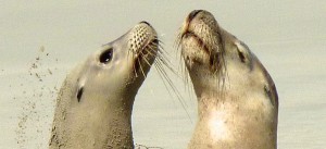 sea lion whiskers This month marks the beginning of the