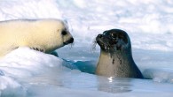 Seal-hunters must have the same rights as fishermen, Canada’s Environment Minister Leonoa Aglukkaq insisted Monday, as her country battled a Brussels’ trade ban at the WTO. Speaking on the sidelines of a World Trade Organization appeal hearing on the European […]