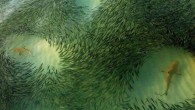 Four blacktip reef sharks swim among a school of bait fish off the coast of Argentina. The fish, naturally, do not seem happy to see said sharks. That is most certainly because the sharks are hungry, and they are the […]