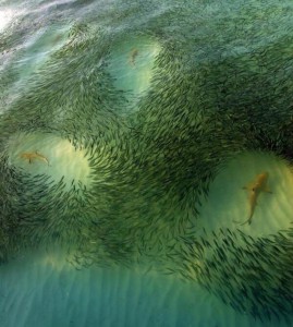 Four blacktip reef sharks swim among a school of bait
