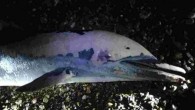Coastguards at Littlehampton have now found five dolphins and porpoises along the shores of West Sussex and others have been discovered in Dorset and Cornwall. Marine experts say the huge waves pounding the beaches have taken a terrible toll because […]