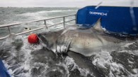 The great white shark dubbed Lydia by the researchers who tagged and are tracking her has been seen heading toward the United Kingdom for the past several days. But the shark has now changed course and is heading northwest, according […]