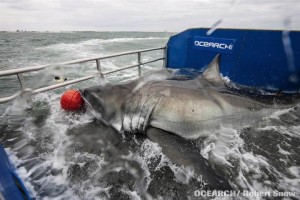 The great white shark dubbed Lydia by the researchers who