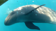 A large pod of false killer whales passed through Southern California coastal waters Wednesday, for the first time since 2001. The first sighting, by Capt. Mike Bursk of the Explorer out of the Ocean Institute, was at about 11 a.m. […]