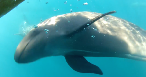 A large pod of false killer whales passed through Southern