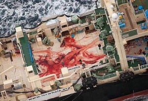 MELBOURNE, Australia, March 19, 2014 (ENS) – The Japanese whaling