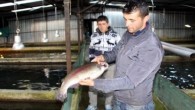   MUĞLA’nın Seydikemer İlçesi’nde, doğal kaynak suyu için 2 alabalık şirketi mahkemelik oldu. Mahkeme suyu Önder Alabalık Şirketi’ne verince, Çobanlar Alabalık Şirketi’nin havuzlarındaki 20 milyon balık telef olma tehlikesiyle karşı karşıya kaldı.  Söğütlüdere Köyü Yukarıdere Mahallesi’nde çıkan kaynak suyu, 2 […]