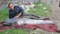  İznik Gölü’nde ağ atan İznik Merkez Su Ürünleri Kooperatifi başkanı Osman Küçük, ağı çektiğinde, dev yayın balığını gördü. Kayıktaki iki kişi yardımıyla çekilen ve güçlükle kıyıya getirilen 87 kilogram ağırlığında ve 2.5 metre boyundaki yayın balığı İznik’te 2 bin […]