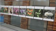 Uluslararası Antalya Üniversitesi Rekörü Prof Dr.Cihat Göktepe yaptığı açıklamada “Memleketim Antalya Endemik Çiçekler ve Bitkiler” konulu fotoğraf sergisi, Antalyamızın değerlerinin yansıtılması açısından oldukça anlamlı ve önemlidir. Üniversite kampüsümüzde bu sergiye ev sahipliği yaparak 73 ülkeden gelen öğrencilerimize bu güzelliklerin tanıtılmasından […]