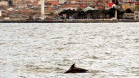 İstanbul Boğazı bugün belgeselleri aratmayacak görüntülere sahne oldu. Karadeniz’e göçeden balık sürülerini izleyen Yunus gruplarını havadan martı sürüleri takip etti. Hem denizde hem de havada yaşanan haraketliliği sahilde bulunanlar zevkle izledi. Yunus sürülerinin avlamak için kıstırdığı balık sürülerine pike yapan […]