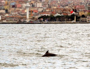 İstanbul Boğazı bugün belgeselleri aratmayacak görüntülere sahne oldu. Karadeniz’e göçeden