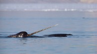 The arctic whale known as the narwhal is famous for the spiral tusk protruding from its head, but scientists have long battled over the horn’s purpose. On Tuesday, scientists published a study that advances a bold theory about how the […]