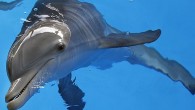 Dolphin attack … surfer John Wolfson / Picture: Jason Corroto Source: Supplied WHAT’S that Flipper? You want me to get out of the way? If only dolphins really could communicate just like the main marine mammal in the ’60s television […]