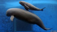 People who save a rare freshwater mammal found only in China’s Yangtze River basin can claim a cash prize from the local fisheries bureau, it appears. Reporting that a Yangtze finless porpoise has been injured or is at risk – […]