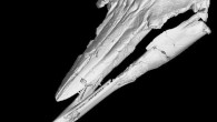 Talk about a jaw-dropping specimen: An extinct California porpoise was found to have a lower jaw extending well beyond the upper, the first known example of a mammal with a big underbite. The fossilized porpoise, which lived 1.6 to 5 […]