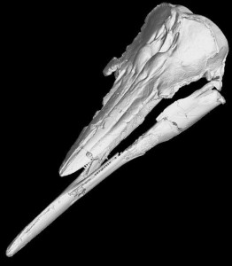 Talk about a jaw-dropping specimen: An extinct California porpoise was