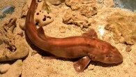 Australia has successfully hatched its first shark born via artificial insemination with hopes that the development can ultimately be used to help breed threatened species, an aquarium said. Sea Life Melbourne Aquarium said the brown banded bamboo shark pup was […]