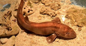 Australia has successfully hatched its first shark born via artificial