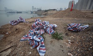Chinese authorities have found 157 dead pigs in a river,