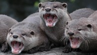 A wounded otter went on a rampage in a restaurant in Norway, sending panicked patrons scurrying out the doors. “We did not know what kind of animal it was. I have never seen an animal like that in my life,” […]