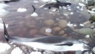 A whale rescue expert says the area off southwestern Newfoundland where 30 or so white-beaked dolphins were spotted trapped in pack ice on the weekend is notorious for such strandings. Wayne Ledwell, head of Whale Release and Strandings in Portugal […]