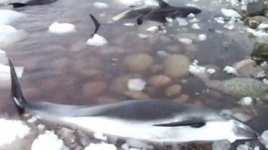 A whale rescue expert says the area off southwestern Newfoundland