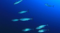 A new model of animal migration patterns suggests that an entire migratory route can be changed if just a few so-called “informed individuals” are removed from the larger group. A team of European researchers report that a migratory route can […]