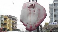   Marmara Denizi’nde, sardalya için atılan ağlara 320 kilogram ağırlığında dev vatoz balığı takıldı. 3 metre 12 santimetre boyundaki dev balık, Bursa’da sergilendiği balıkçıda büyük ilgi gördü Çanakkale’de Marmara Denizi’nde, dün gece sardalya avına çıkan Bursalı balıkçıların ağlarına benzerlerine az […]