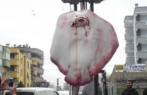   Marmara Denizi’nde, sardalya için atılan ağlara 320 kilogram ağırlığında