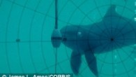 While humans have been using sonar since the 1940s, marine mammals have been hunting prey with it for tens of millions of years. Now a new fossil study suggests an ancient whale used sound beams to find food 28 million […]