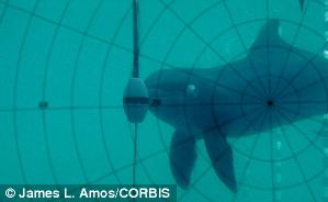 While humans have been using sonar since the 1940s, marine
