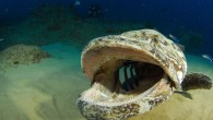 From a the wreck of a Japanese warplane to grinning great white sharks, these are just some of the thousands of entries in the largest underwater photography competition. Nearly 8,000 pictures were entered for the underwaterphotography.com competition with 17 categories […]