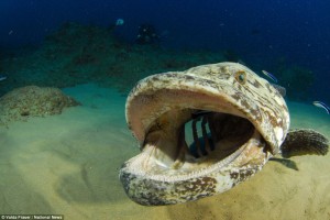 From a the wreck of a Japanese warplane to grinning