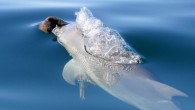 Bottlenose dolphins use sponges to protect their noses while foraging for food. Female dolphins also appear to teach their young how to protect their sensitive noses and it is believed they are descended from a ‘sponging Eve’, a female which […]