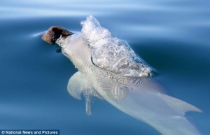 Bottlenose dolphins use sponges to protect their noses while foraging