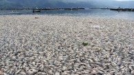 Thousands of floating dead fish have bizarrely appeared on the top of a scenic lake in Indonesia. The mass death of the fish in Maninjau lake, West Sumatra province, is apparently caused by a sudden change of weather conditions, according […]