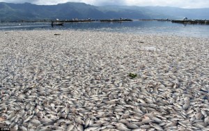 Thousands of floating dead fish have bizarrely appeared on the