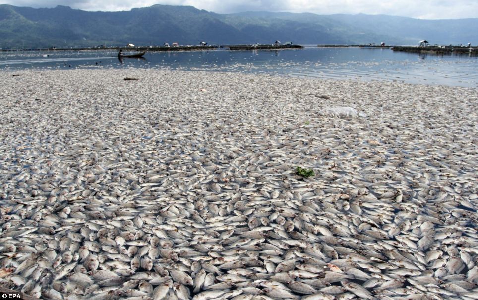 Thousands of floating dead fish have bizarrely appeared on the