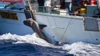 This image taken by the Sea Shepherd Australia Ltd / Animal Amnesty shows a tiger shark caught off Moses Rock in Western Australia. Photo: AFP / Sea Shepherd Australia Ltd / Animal Amnest Environmental activist group Sea Shepherd claims its […]