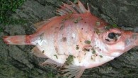 We have become all too accustomed to rain, snow and hail coming out of the sky, but today villagers in South Devon were greeted by a more unusual weather event – falling fish. As they were waving their children off […]