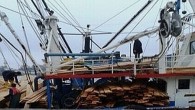 Kandıralı balıkçıların yüzü balık yokluğu yüzünden 3-4 gündür asıktı, ancak öyle bir olay oldu ki kendilerine biranda yeni gelir kapısı açıldı. Bir Romanya gemisi Şile açıklarında aşırı ağırlıktan dolayı taşıdığı 500 ton keresteyi denize boşalttı. Denizde balıktan çok kereste olunca, […]